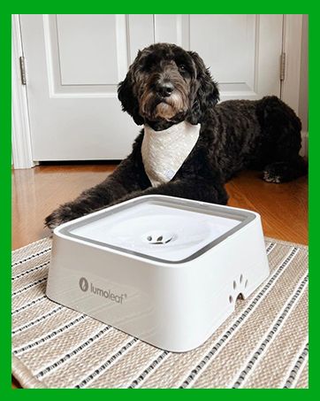 Paw Splash™ | -Bol d'eau anti-éclaboussures pour chiens 1L/1000ml